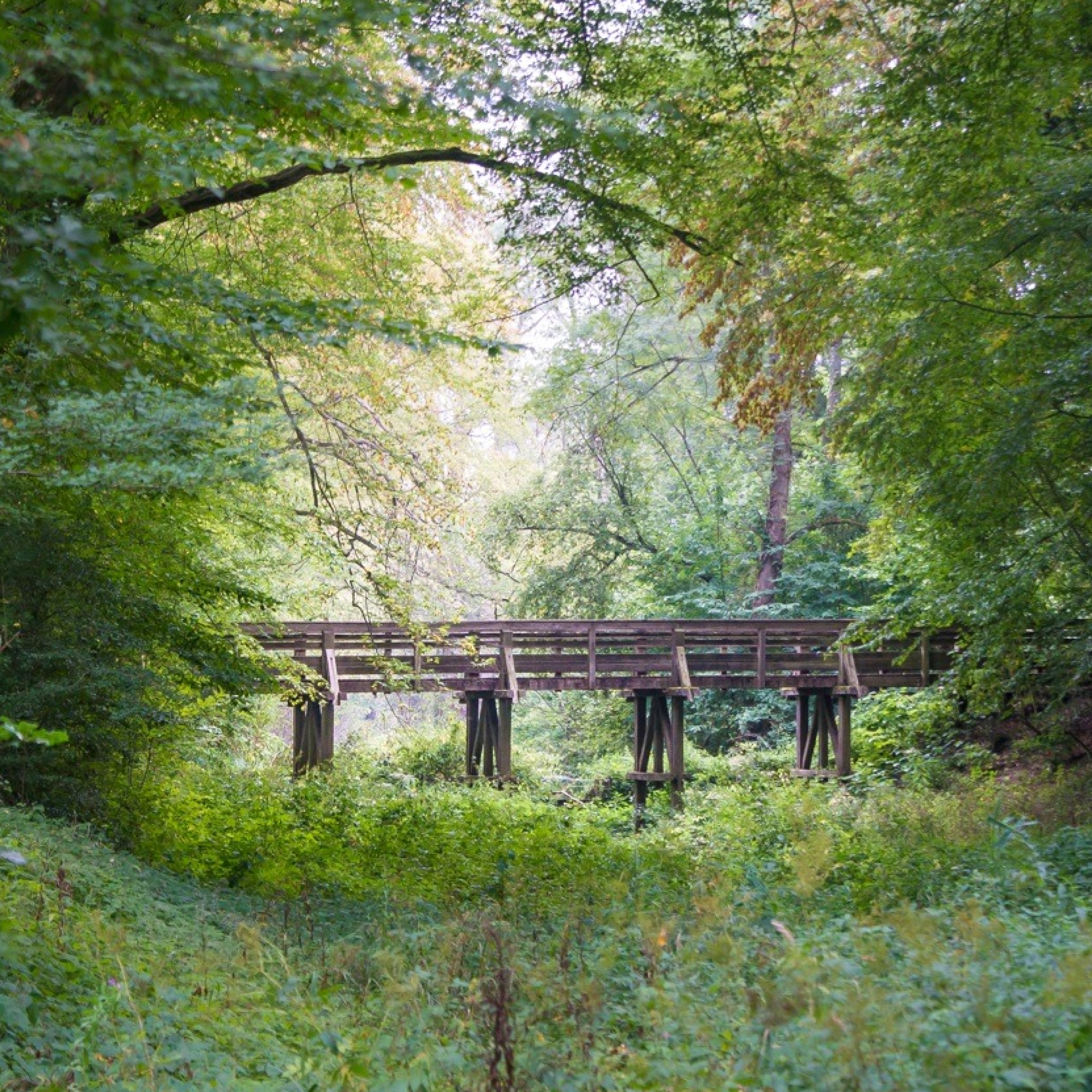 Photographie d'un pont en bois en pleine nature.